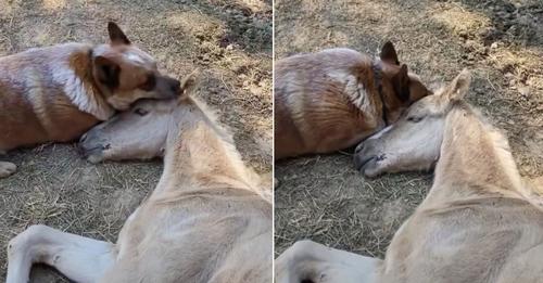 The Caring Dog Did Not Stop Comforting The Foal Until He Got Over The Loss Of His Mother