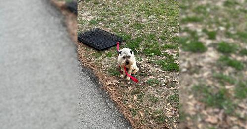 A Woman’s Heart Was Filled With Sorrow After She Spotted A Frightened Pup Tied To A Crate