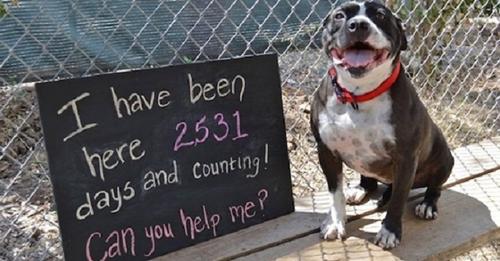 Resilient Dog Waits at Shelter for 2.531 Days for the Perfect Match