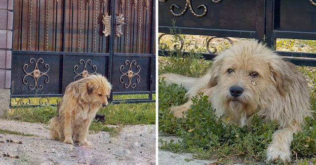 Poor Dog Helplessly Waits for Owner Without Knowing That His Unmerciful Owner Sold House and Abandoned Him