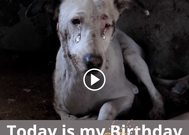 Touching story about a dog’s birthday: Poor dog wants to receive 1 million shares as a gift on his birthday