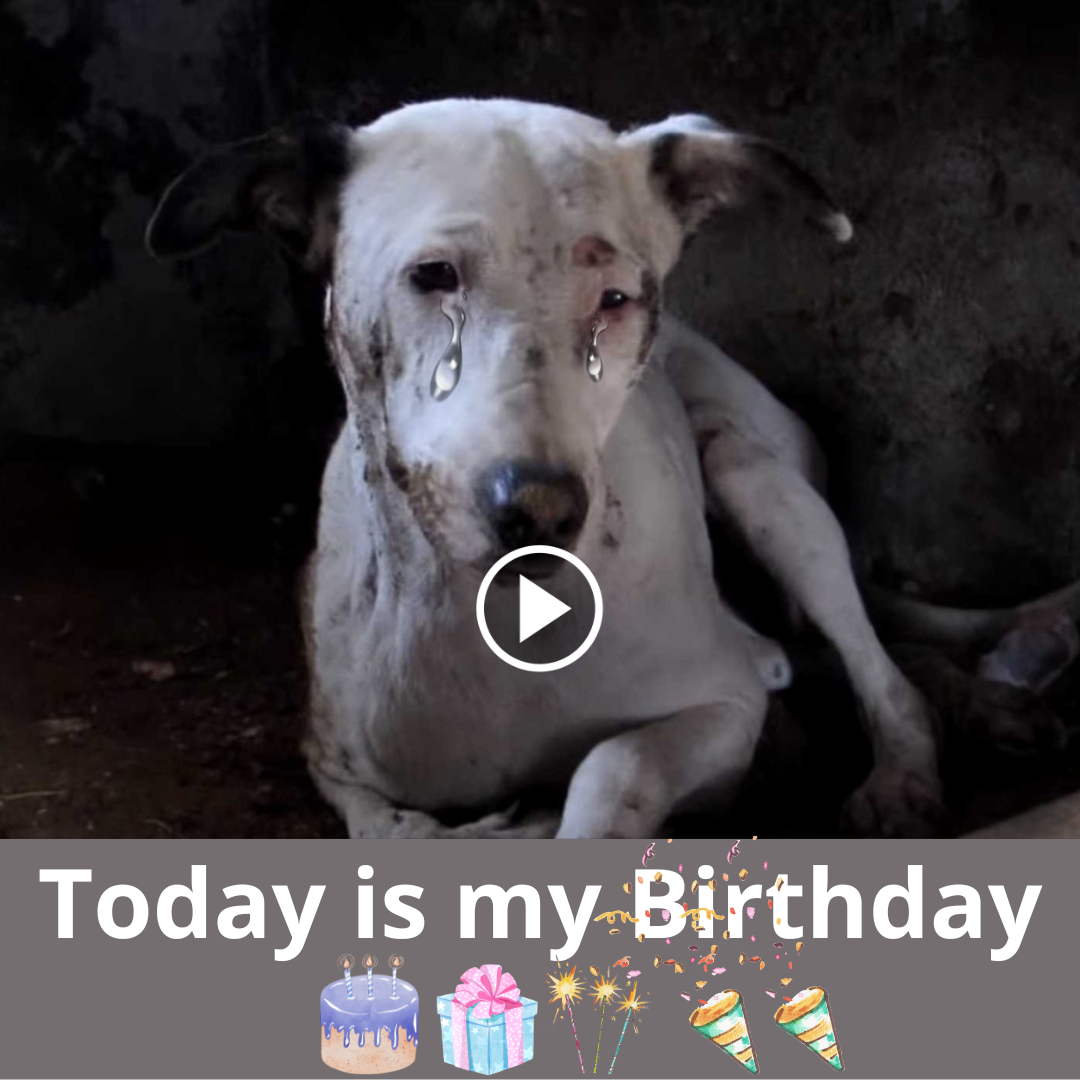 Touching story about a dog’s birthday: Poor dog wants to receive 1 million shares as a gift on his birthday