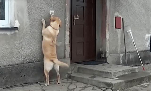 A dog named Lord, lost for over 5 months, touched millions when he returned home and rang the doorbell, hopeful for a warm welcome.