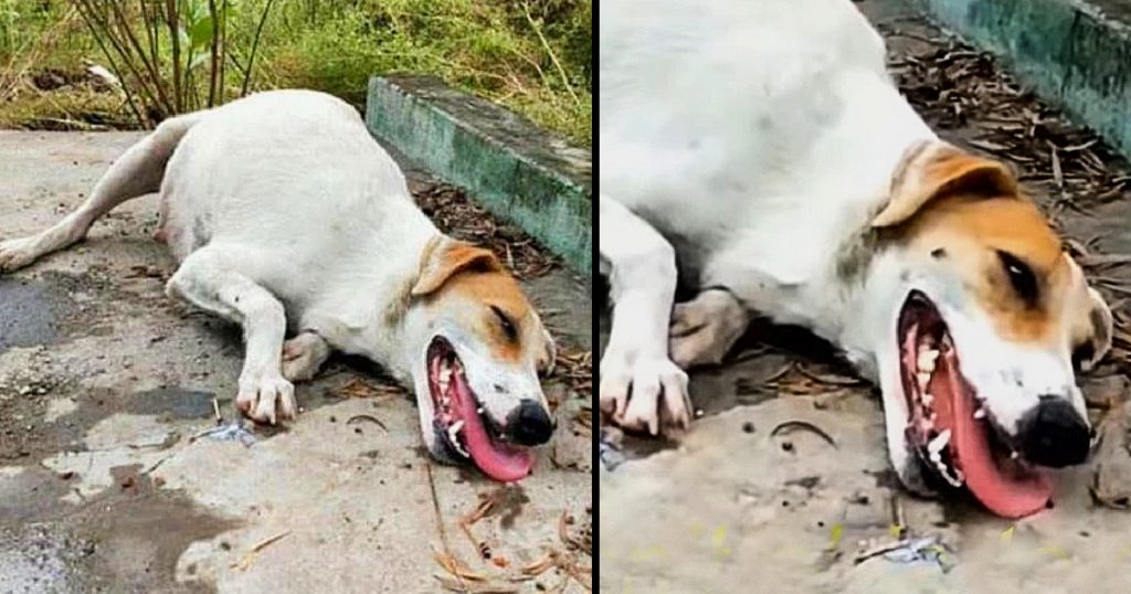 A pregnant dog rests on the pavement, in need of help