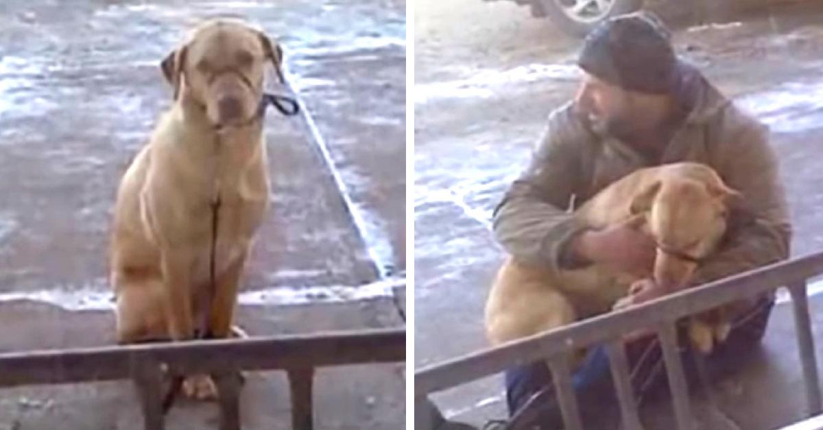 Man Finds Shivering Dog in the Cold and Takes Immediate Action