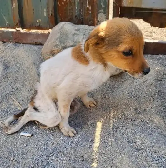 Abandoned and helpless, he waited by the roadside for days, pleading for help from passersby, yet receiving only cold indifference.