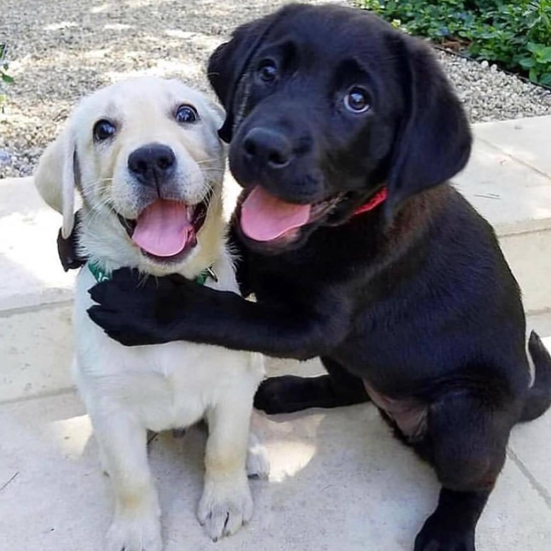 The heartfelt image of two dog brothers embracing tightly, their eyes pleading with their owner not to sell them, has deeply resonated with animal lovers, evoking a powerful sense of compassion and empathy.