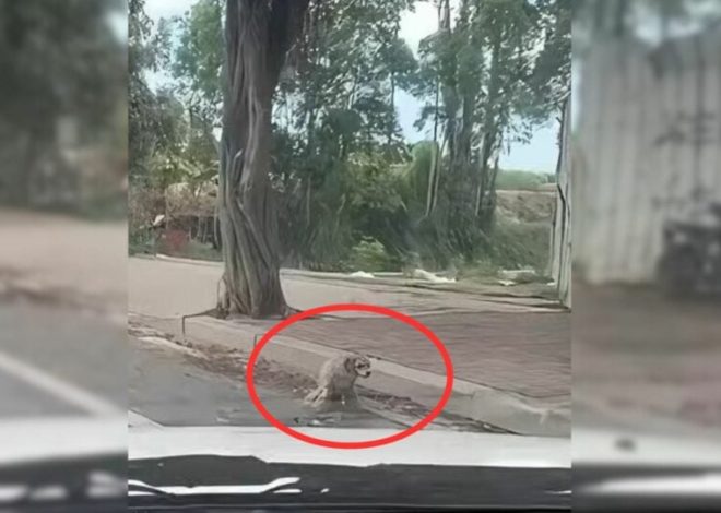 Man Was Shocked To See A Disabled Dog Standing On The Road So He Rushed To His Aid