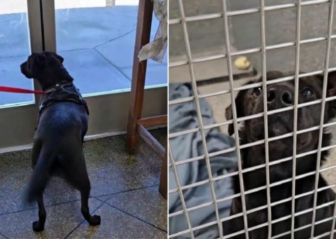 A Desperate Dog Who Returned To The Shelter Three Times Finally Finds Happiness