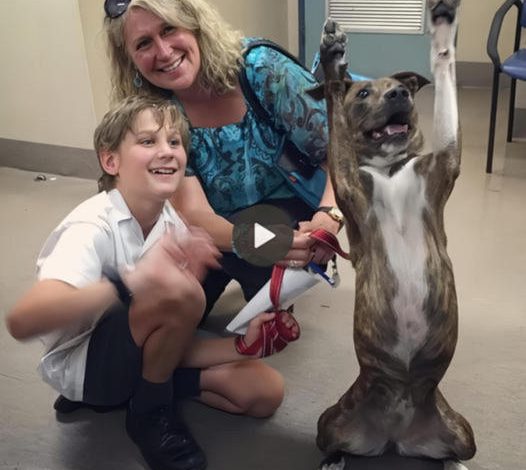 After 720 Days, Milo Dances with Joy as He Finds a Loving Home, Touching Hearts Across the Online Community