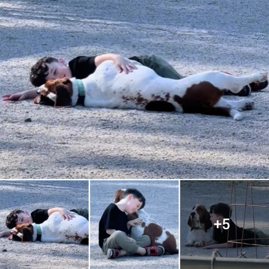 Little Boy Becomes Best Friend With A Random Basset Hound At The Dog Park ‎