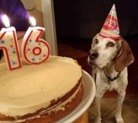 Happy 16th Birthday to Our Beloved Beagle! ‎