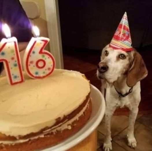 Happy 16th Birthday to Our Beloved Beagle! ‎