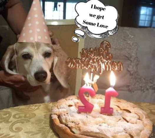 Happy 12th Birthday to Our Beloved Pup!