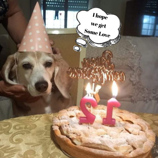 Happy 12th Birthday to Our Beloved Pup!