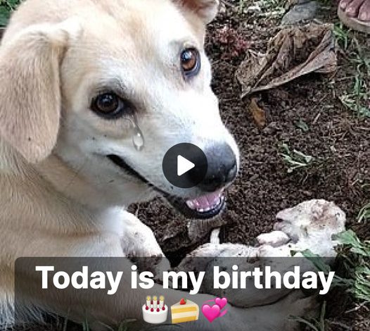 A Mother Dog’s Heartache: Losing Her Only Pup on Her Birthday.