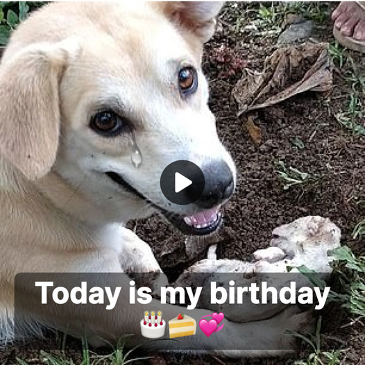 A Mother Dog’s Heartache: Losing Her Only Pup on Her Birthday.