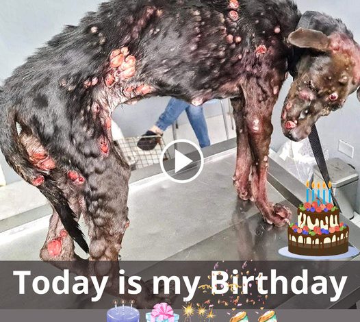 A Birthday Tale: The Lonely Street Dog Full of Hope