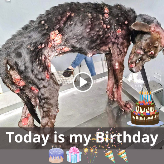 A Birthday Tale: The Lonely Street Dog Full of Hope