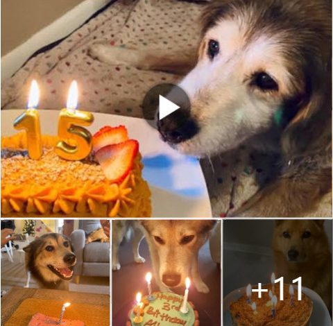 Happy birthday to her! A tear fell on the dog’s face as he finally received a birthday cake after 15 years.