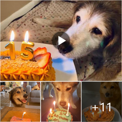 Happy birthday to her! A tear fell on the dog’s face as he finally received a birthday cake after 15 years.