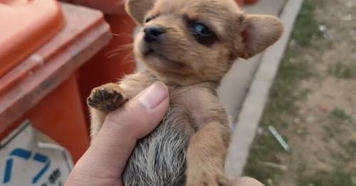 Abandoned Newborn Puppy Finds Hope and Love with Her Foster Mom