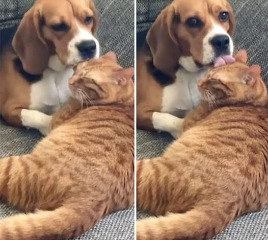 Dog Caught in the Act: Paws on Pause During Feline Grooming Session