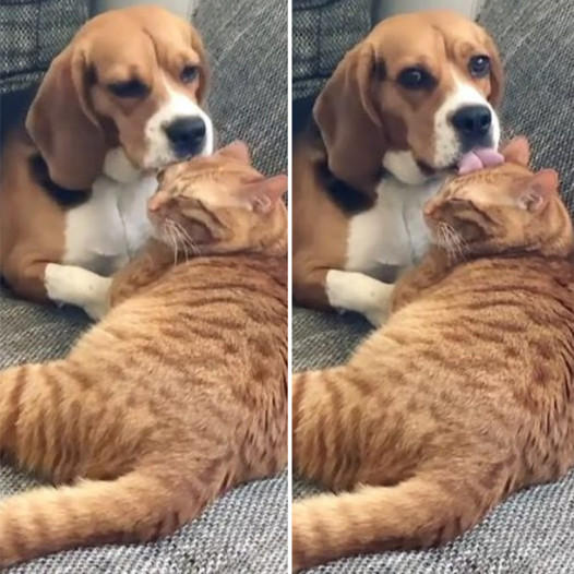 Dog Caught in the Act: Paws on Pause During Feline Grooming Session