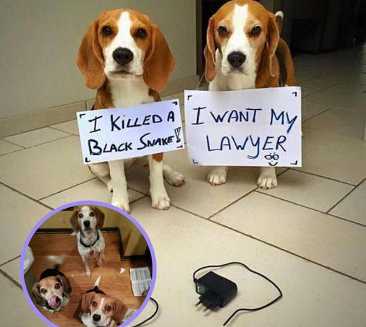 Mother Dog Disciplines Two Mischievous Beagles for Chewing on Charger Cord