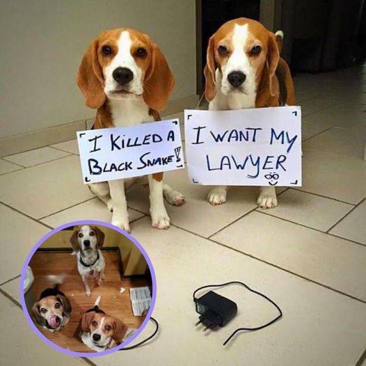 Mother Dog Disciplines Two Mischievous Beagles for Chewing on Charger Cord