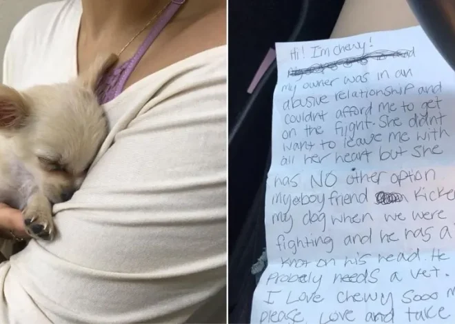 Sweet Dog Was Left By His Owner In An Airport Restroom Along With A Sad Note