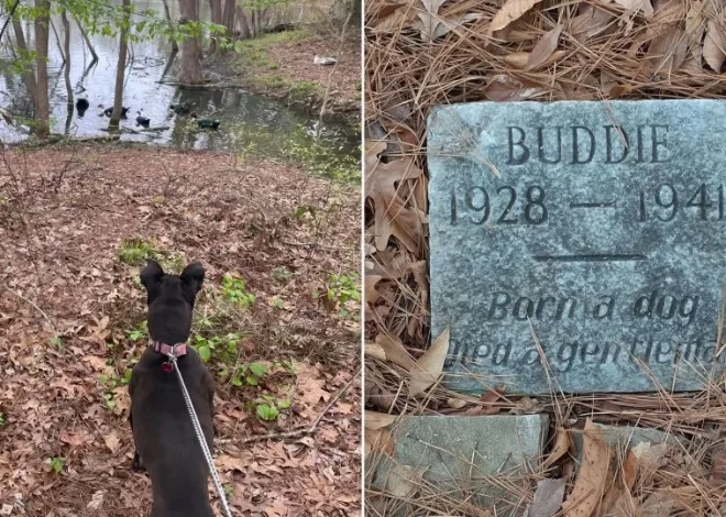 The Inscription On This Old Dog’s Grave Will Leave You In Tears