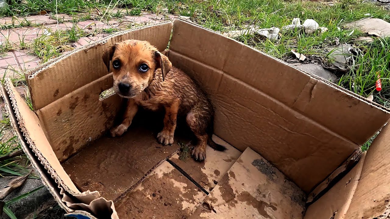 Heartbroken and abandoned: A sick puppy left in despair by its cruel owner, exposed to the harsh sunlight