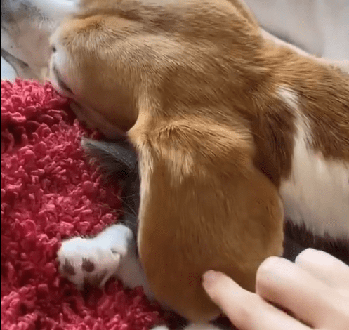 Touching Scene: Beagle’s Ears Transform into Cozy Cover for Slumbering Kitten