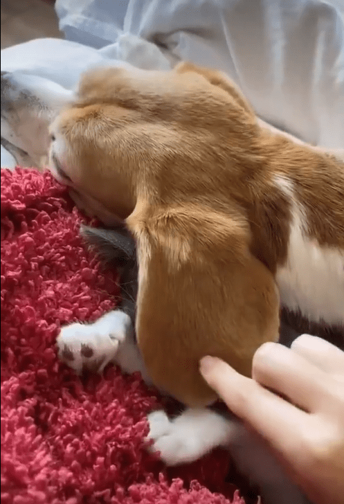 Touching Scene: Beagle’s Ears Transform into Cozy Cover for Slumbering Kitten