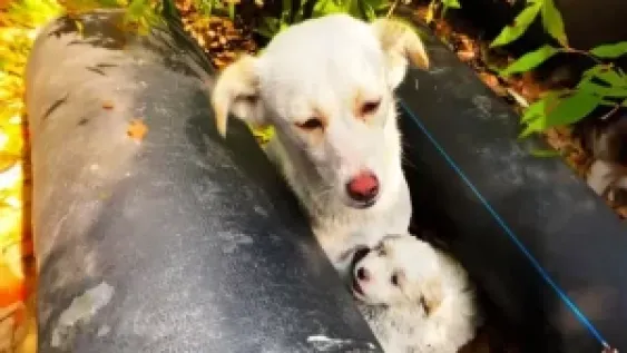 Guardian Angel: Mother Dog Protects Her Cubs In Temporary Shelter On The Street ‎