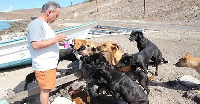 Couple Saves 34 Stray Dogs and Cats During Vacation