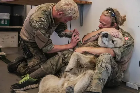 In the harsh trials of battle, a soldier tenderly cares for his wounded canine companion on a military base. Their relationship shines as a beacon of loyalty and devotion amidst the chaos of war. Despite the danger and uncertainty, their bond remains steadfast, offering comfort and companionship. This testament to the resilience of the human-animal connection endures even in the harshest environments.