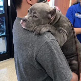 After 550 days in the shelter, the bulldog teared up when he was adopted, giving his new owner a tender, heartfelt hug. This emotional moment sparked profound feelings and went viral on social media.