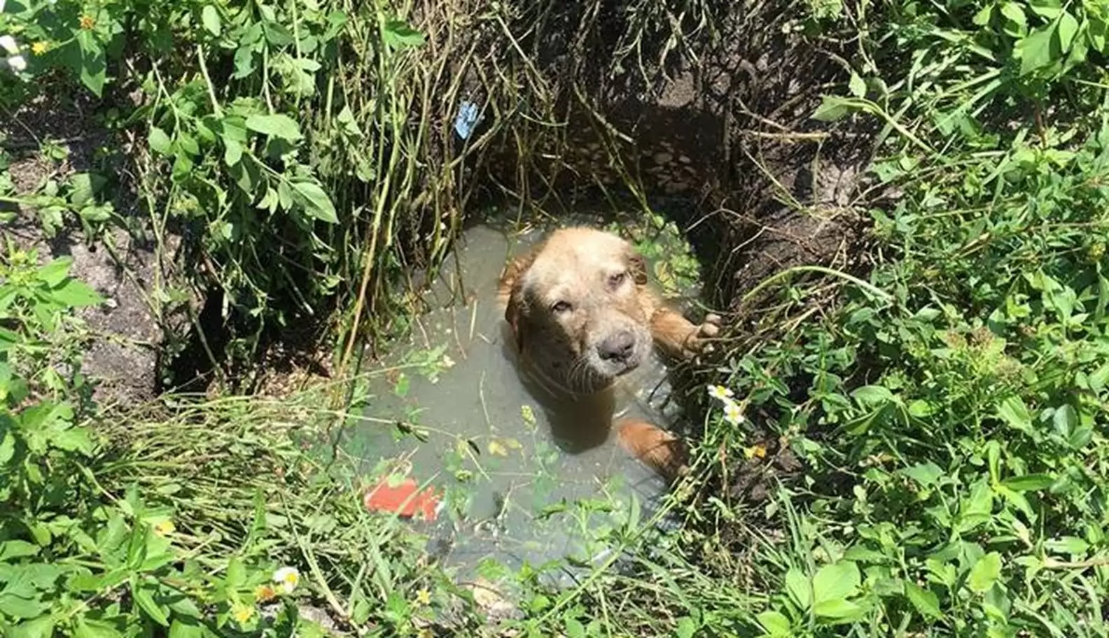 A brave police officer heroically rescues a small, adorable puppy from perilous waters. Touched by the experience, the officer decides to adopt the puppy, offering it a safe and loving new home.