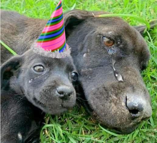 Celebrating Love and Resilience: A Street Dog and Her Puppy on His Birthday