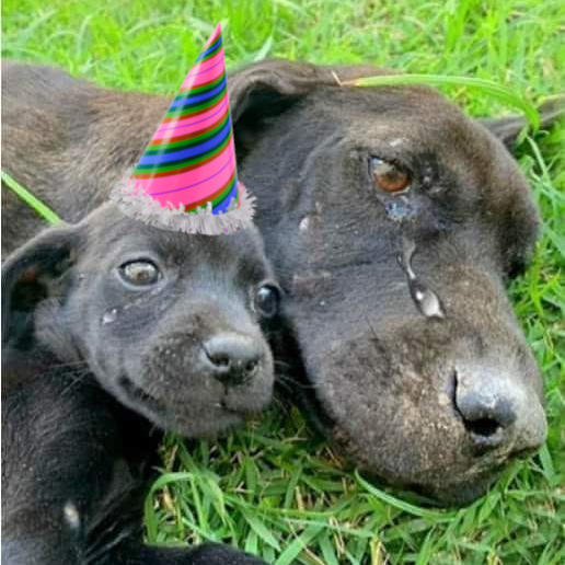 Celebrating Love and Resilience: A Street Dog and Her Puppy on His Birthday