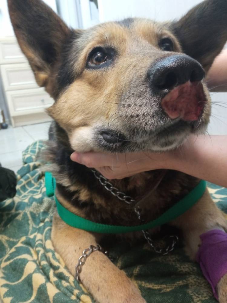 A Heartbreaking Birthday: My Dog’s Fight for Recovery