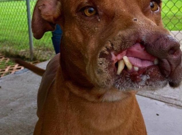 Abused dog left with half a nose is dumped to die on the streets by his owners