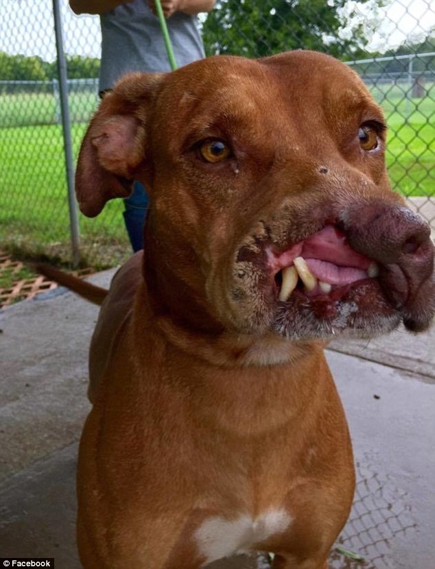 Abused dog left with half a nose is dumped to die on the streets by his owners