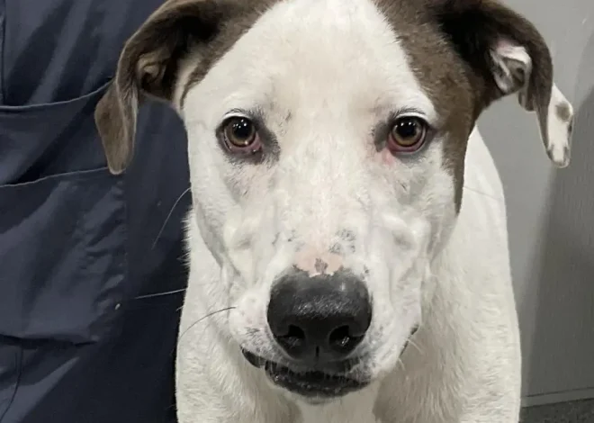 A Perfect Match: Deaf Dog Finds Forever Home on His Birthday with Hearing-Impaired Man