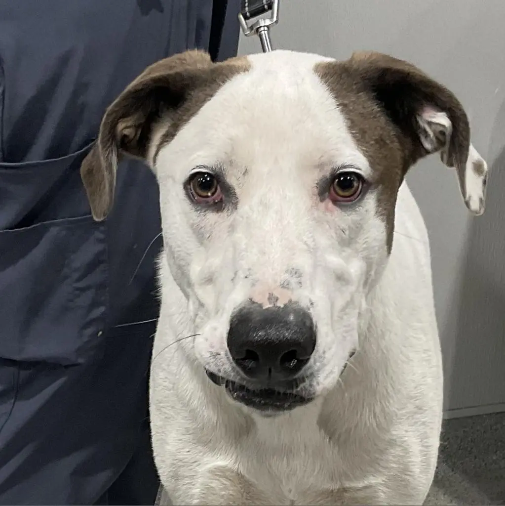 A Perfect Match: Deaf Dog Finds Forever Home on His Birthday with Hearing-Impaired Man