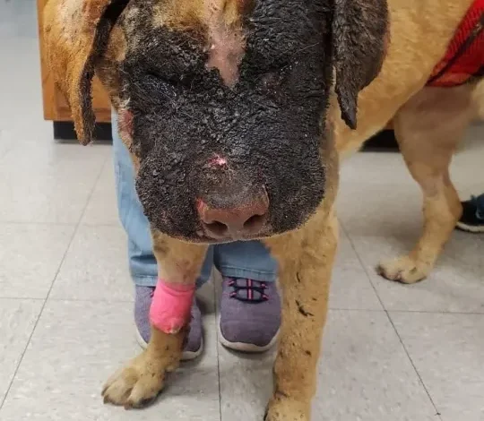 A Miraculous Recovery: Mississippi Dog Set on Fire Celebrates Fourth Birthday