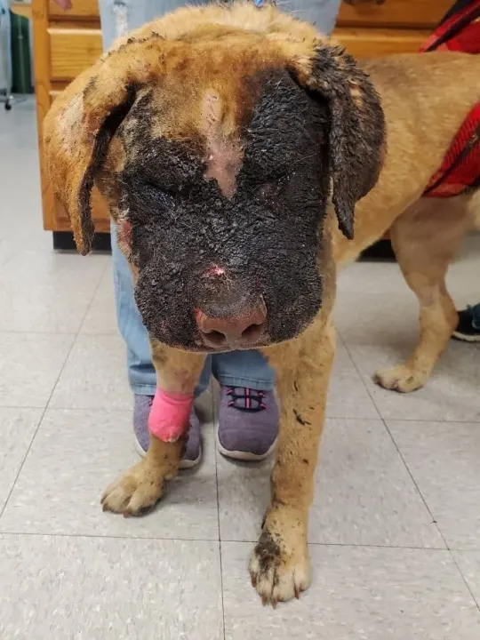 A Miraculous Recovery: Mississippi Dog Set on Fire Celebrates Fourth Birthday