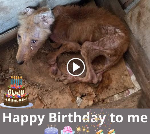 A Wild Dog’s Birthday: A Cry for Compassion and Hope